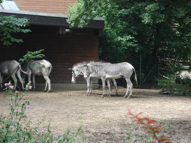 DSC02247.JPG